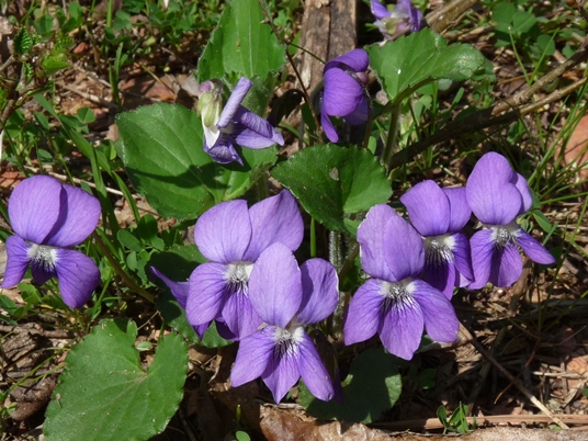 {Viola hirsutula}